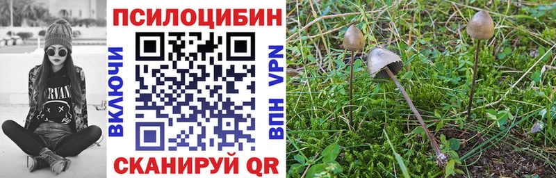 OMG ССЫЛКА  Плёс  Галлюциногенные грибы Psilocybe 